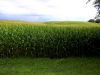 cornfield.JPG
