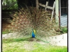 Peacock03.jpg
